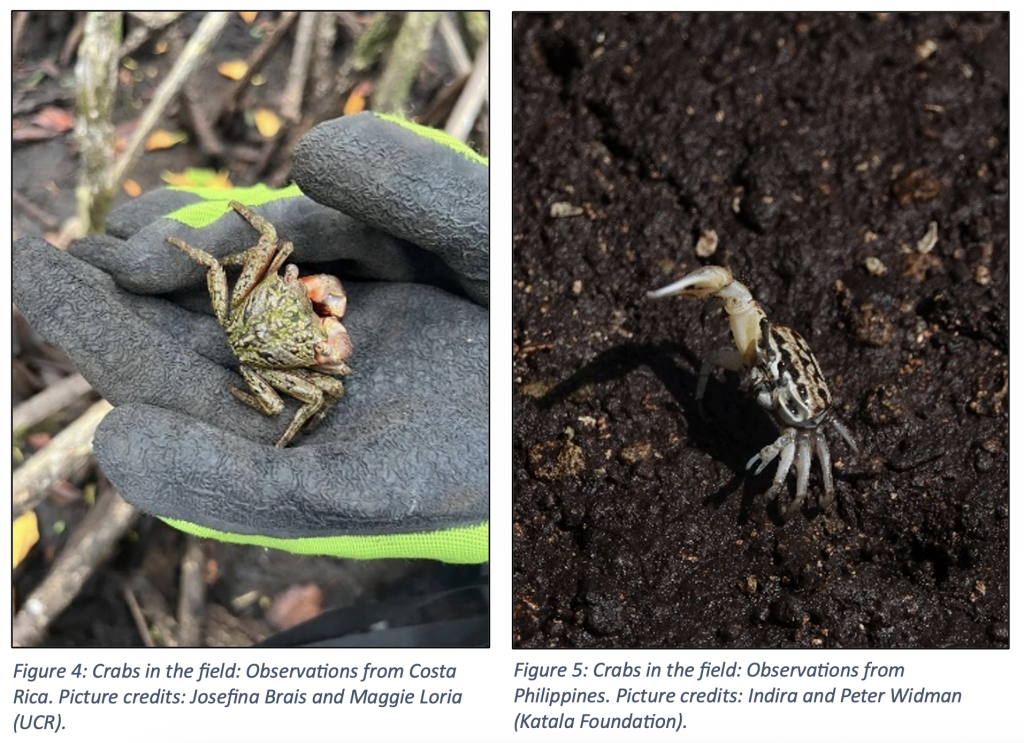Observed crab species